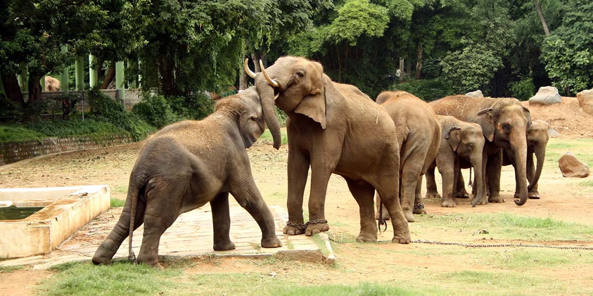 mysore_destination_zoo