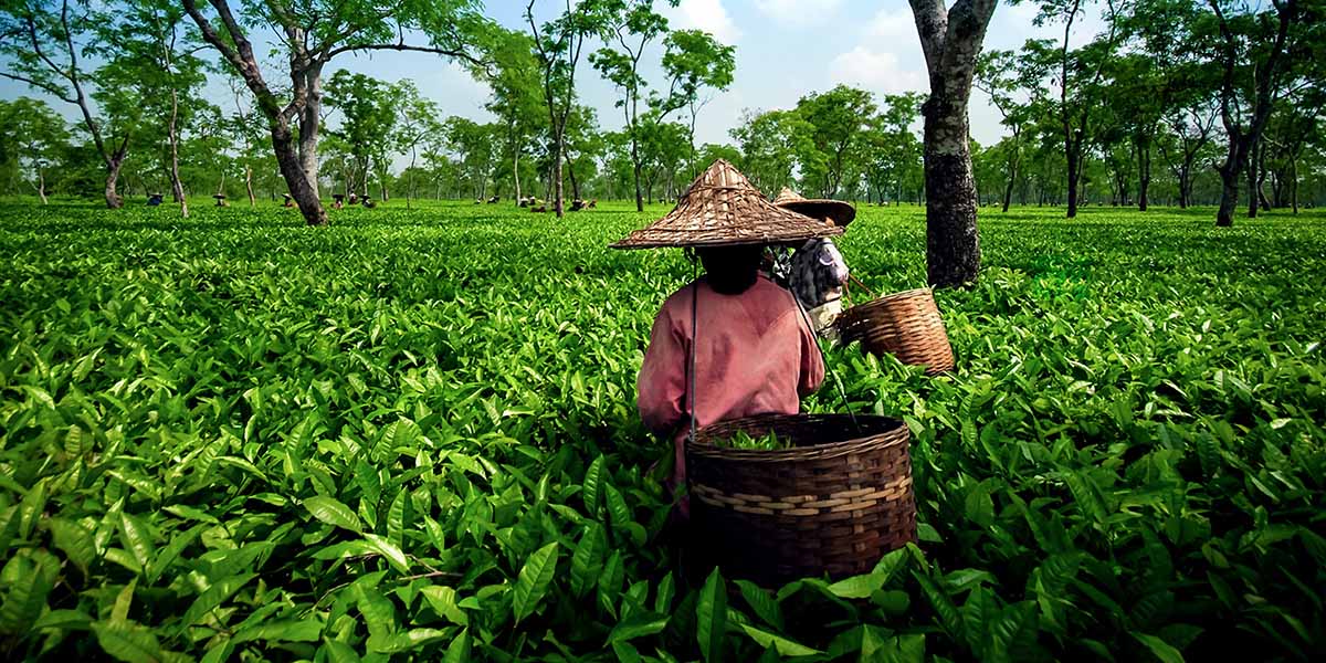 tea_plantation_2